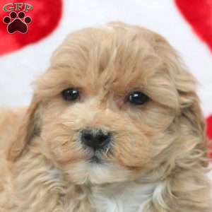 Darvin, Miniature Poodle Mix Puppy