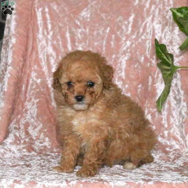 Darwin, Miniature Poodle Puppy