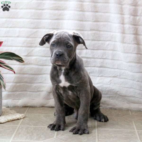 Darwin, Cane Corso Puppy