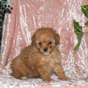 Darwin, Miniature Poodle Puppy