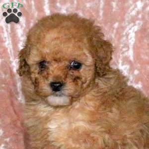 Darwin, Miniature Poodle Puppy