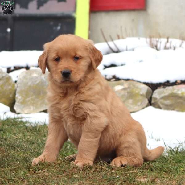 Daryl, Golden Retriever Puppy