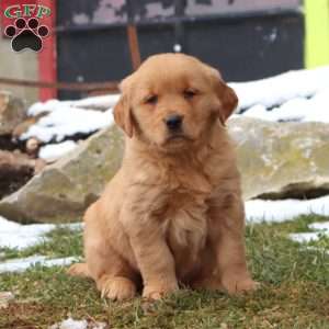 Daryl, Golden Retriever Puppy
