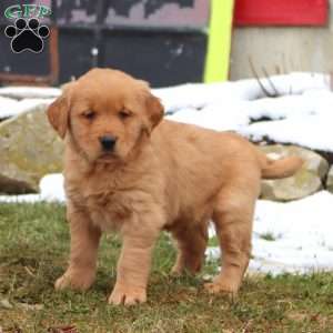 Daryl, Golden Retriever Puppy