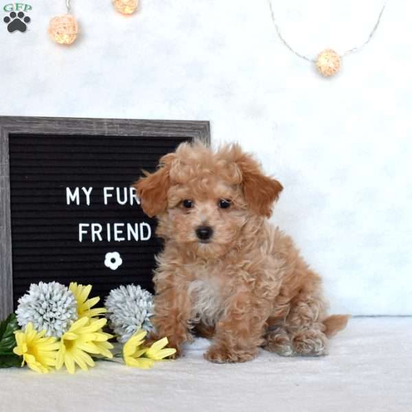Dash, Maltipoo Puppy