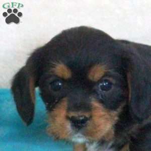 Dash, Yorkie Mix Puppy