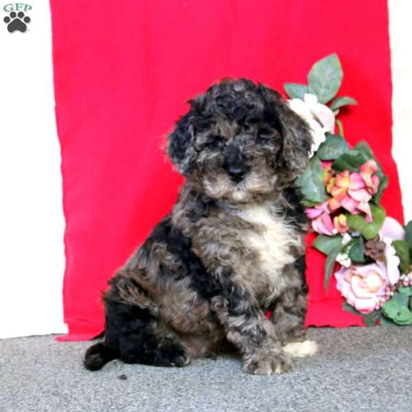 Dash, Cockapoo Puppy