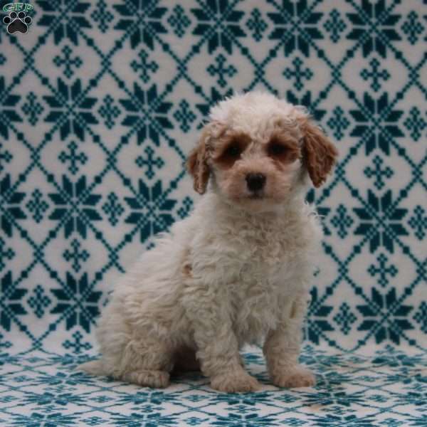 Dash, Mini Goldendoodle Puppy