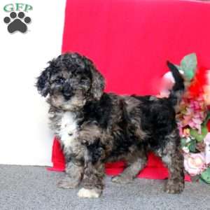 Dash, Cockapoo Puppy