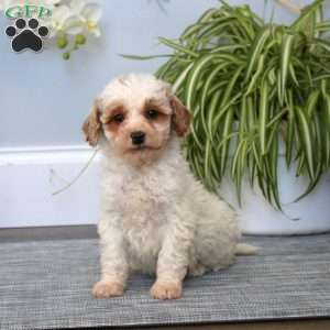 Dash, Mini Goldendoodle Puppy