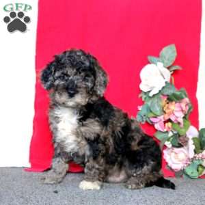 Dash, Cockapoo Puppy