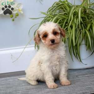 Dash, Mini Goldendoodle Puppy