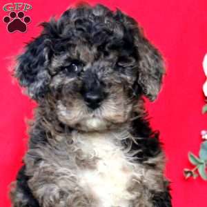 Dash, Cockapoo Puppy