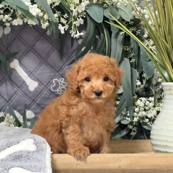 Davey, Bich-Poo Puppy