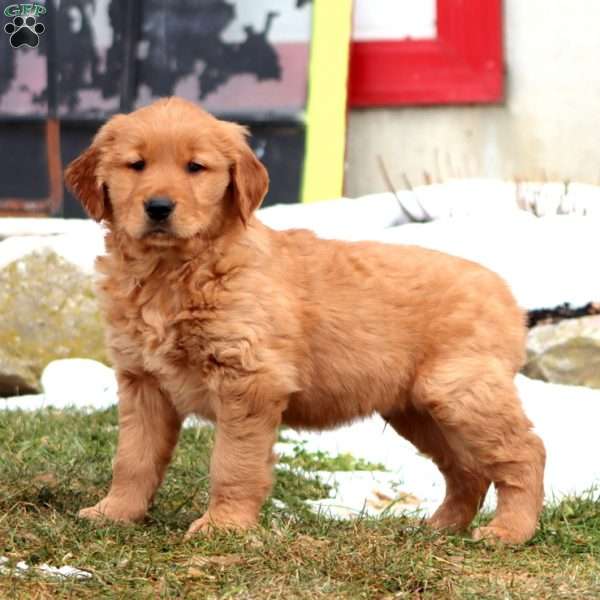 Davey, Golden Retriever Puppy