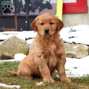 Davey, Golden Retriever Puppy