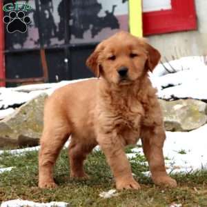 Davey, Golden Retriever Puppy