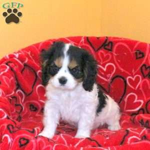 Dean, Cavalier King Charles Spaniel Puppy
