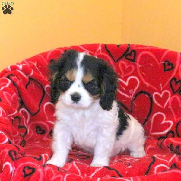 Dean, Cavalier King Charles Spaniel Puppy