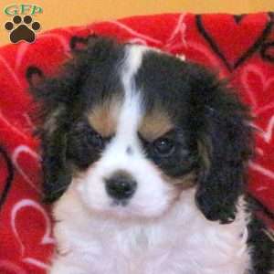 Dean, Cavalier King Charles Spaniel Puppy