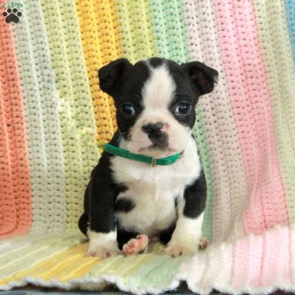 Declan, Boston Terrier Puppy