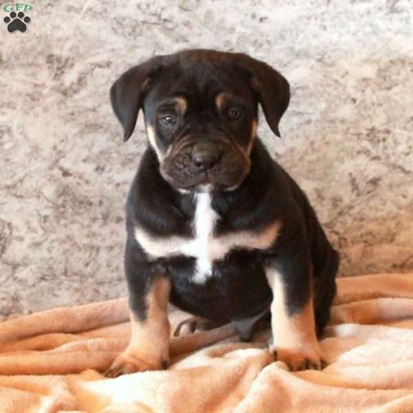 Declan, Cane Corso Puppy