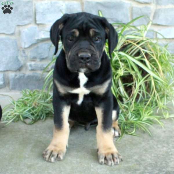 Declan, Cane Corso Puppy