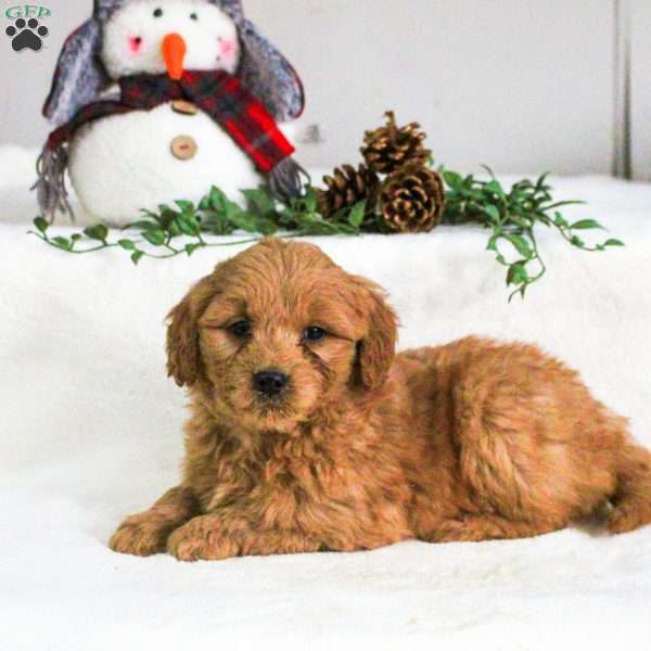 Declan, Mini Goldendoodle Puppy