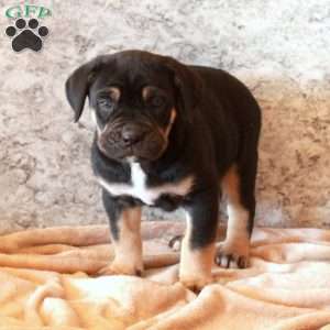 Declan, Cane Corso Puppy