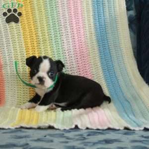 Declan, Boston Terrier Puppy