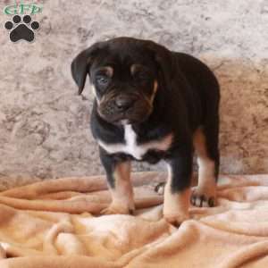 Declan, Cane Corso Puppy