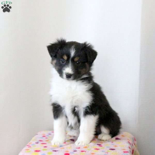 Della, Miniature Australian Shepherd Puppy