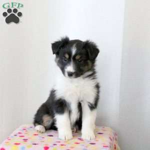 Della, Miniature Australian Shepherd Puppy