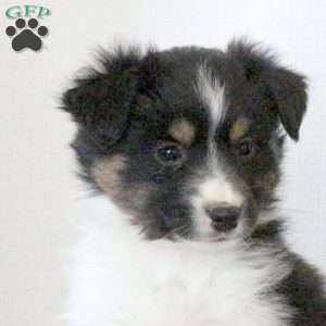 Della, Miniature Australian Shepherd Puppy