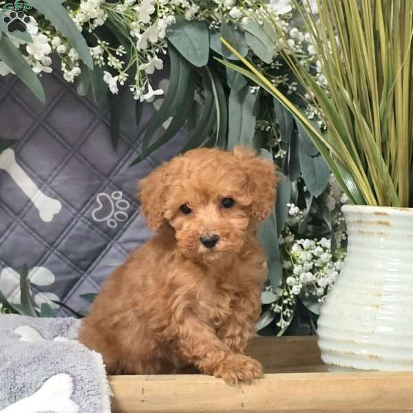 Demi, Bich-Poo Puppy