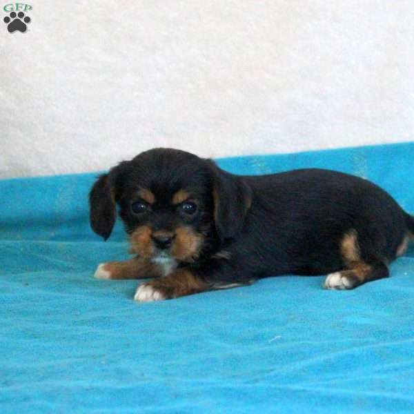 Demi, Yorkie Mix Puppy