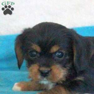 Demi, Yorkie Mix Puppy