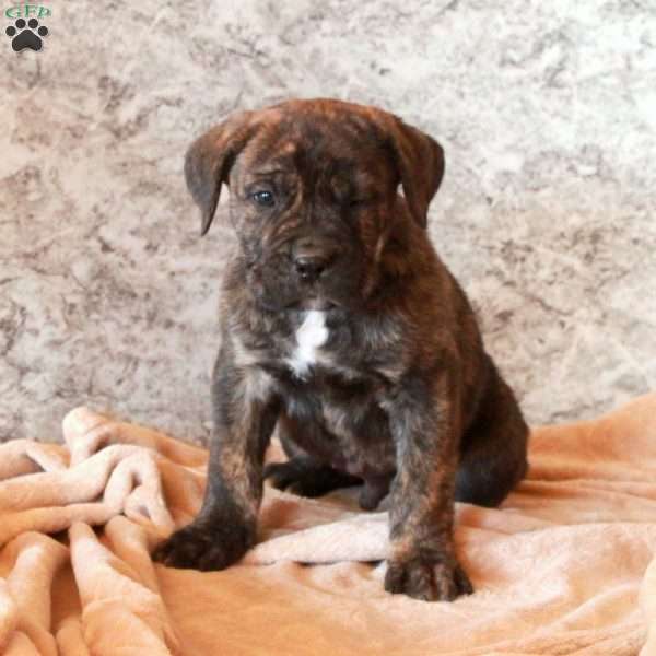 Denver, Cane Corso Puppy