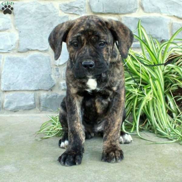 Denver, Cane Corso Puppy