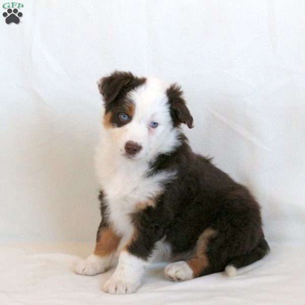 Denver, Australian Shepherd Puppy