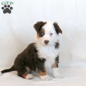 Denver, Australian Shepherd Puppy