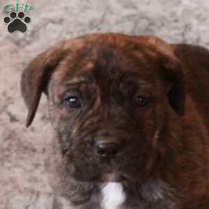 Denver, Cane Corso Puppy
