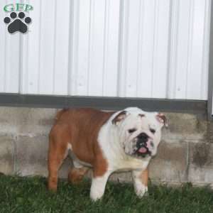 Teddy, Miniature Bulldog Puppy