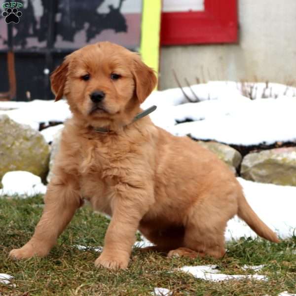 Derek, Golden Retriever Puppy