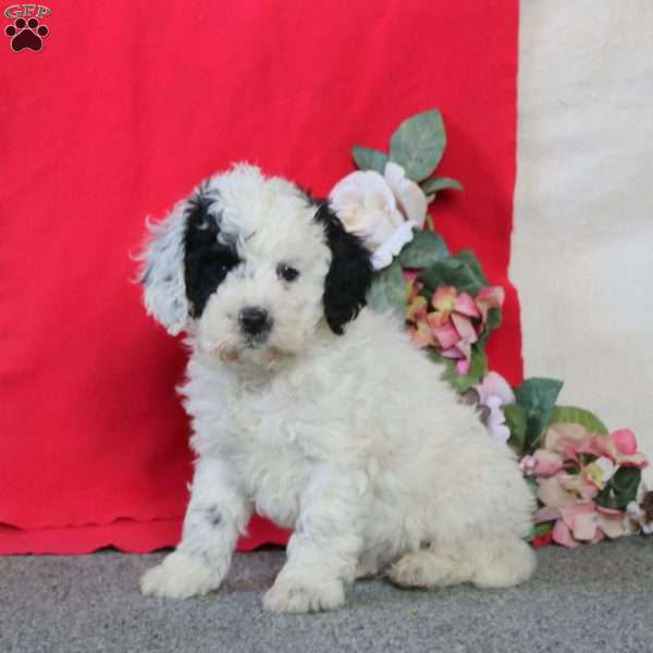 Derek, Cockapoo Puppy