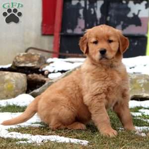 Derek, Golden Retriever Puppy