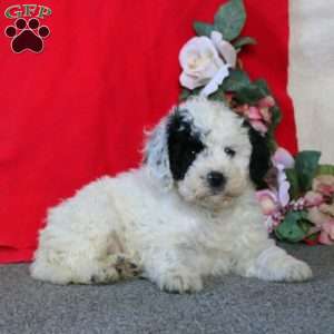 Derek, Cockapoo Puppy