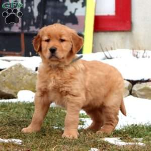 Derek, Golden Retriever Puppy