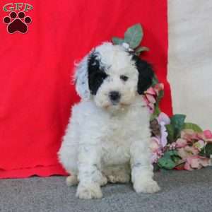 Derek, Cockapoo Puppy
