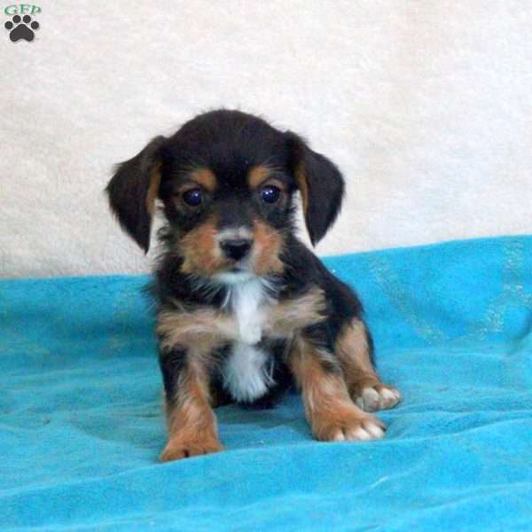 Desmond, Yorkie Mix Puppy